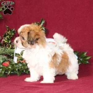 Allspice, Teddy Bear Puppy